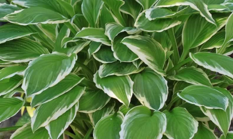 hosta